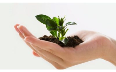 How to Plan a “Pivot Strategy” to Grow Your Business